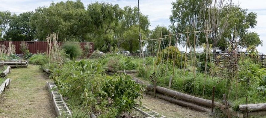 San Isidro: Ya son más de 40 las huertas comunitarias agroecológicas