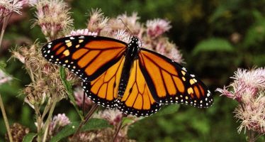 La Mariposa Monarca en peligro de extinción