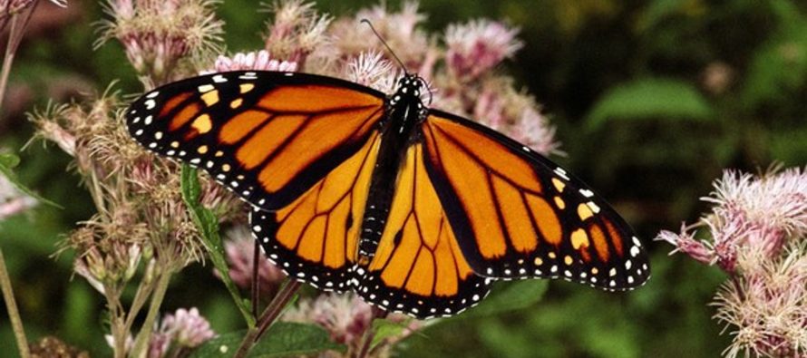 La Mariposa Monarca en peligro de extinción