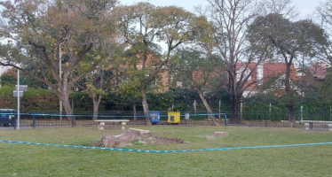 El municipio de San Isidro taló dos ombúes que habían sido replantaciones evocativas del “Ombú de la Esperanza”