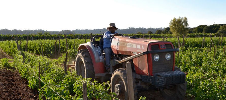 Día de la Agricultura: ¿es compatible su desarrollo con el ambiente?