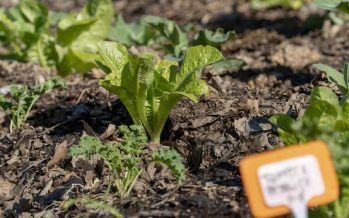 Abierta la inscripción para el curso online de huertas agroecológicas de San Isidro