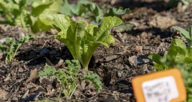 Abierta la inscripción para el curso online de huertas agroecológicas de San Isidro