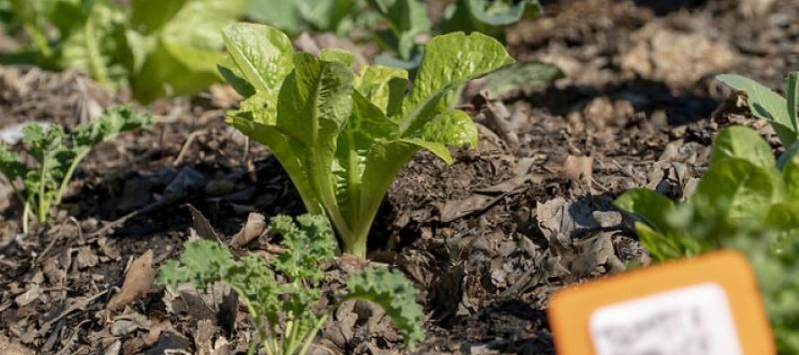 Abierta la inscripción para el curso online de huertas agroecológicas de San Isidro