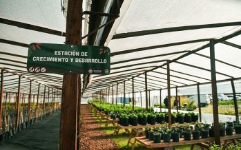 En lo que va del año los viveros de Escobar produjeron 9.300 plantas nativas de la ecorregión Delta