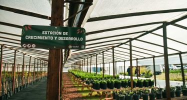 En lo que va del año los viveros de Escobar produjeron 9.300 plantas nativas de la ecorregión Delta