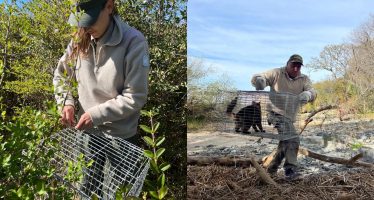 Operativo conjunto de castración y vacunación de gatos en Isla Martín García