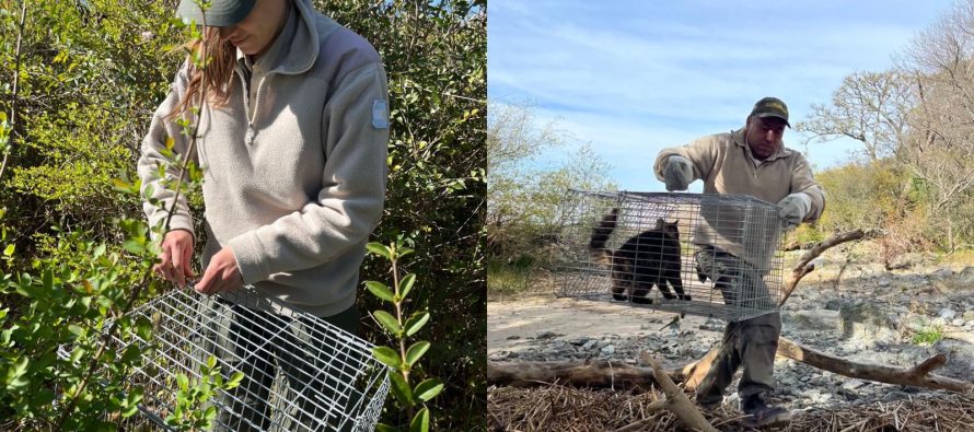 Operativo conjunto de castración y vacunación de gatos en Isla Martín García