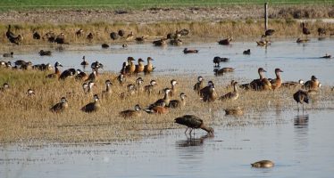 La Provincia de Buenos Aires realizó un relevamiento de fauna autóctona