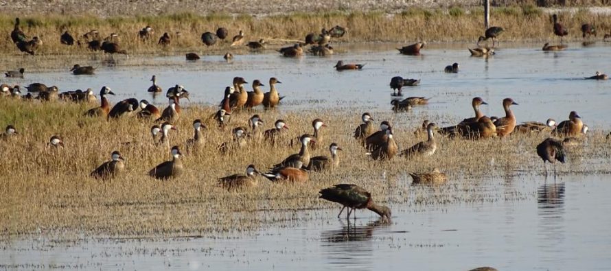 La Provincia de Buenos Aires realizó un relevamiento de fauna autóctona