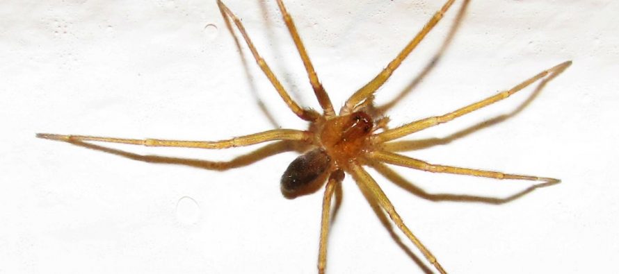 Cómo reconocer a la “araña del rincón”, especie que mató a un tigrense de 52 años