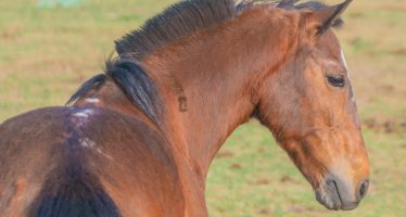 ‘Corto’, el segundo caballo liberado y por el cual su dueño recibió una moto eléctrica para trabajar