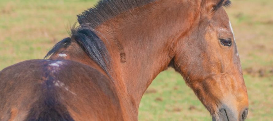 ‘Corto’, el segundo caballo liberado y por el cual su dueño recibió una moto eléctrica para trabajar