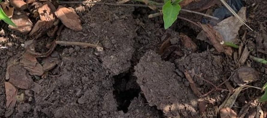 Vecinos de Tigre denuncian que les roban las plantas y exigen ver las cámaras