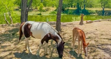 En San Fernando otros dos nuevos caballos fueron liberados para evitar la tracción a sangre