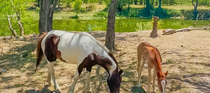 En San Fernando otros dos nuevos caballos fueron liberados para evitar la tracción a sangre