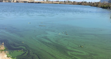 Cianobacterias: cuando el desequilibrio del ambiente enciende la señal de alerta