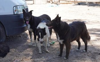 Los perros rescatados en Ingeniero Maschwitz ya están en condiciones de ser adoptados