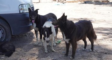 Día del perro: ¿por qué se festeja el 21 de julio?