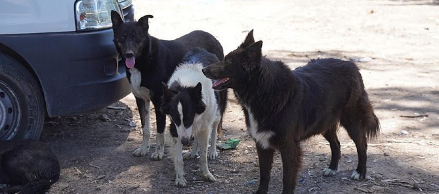 Día del perro: ¿por qué se festeja el 21 de julio?