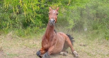 San Fernando: Liberaron al sexto caballo y entregaron una nueva moto eléctrica