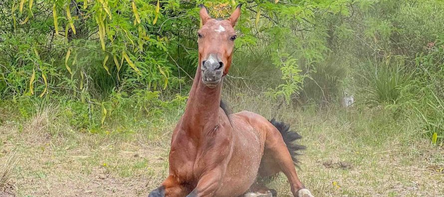 San Fernando: Liberaron al sexto caballo y entregaron una nueva moto eléctrica