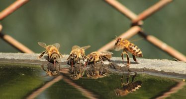 ¿Por qué las abejas llevan agua a su panal?