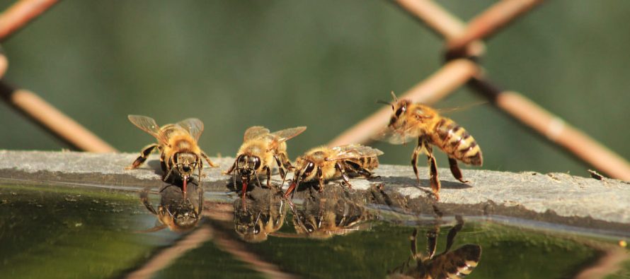 ¿Por qué las abejas llevan agua a su panal?