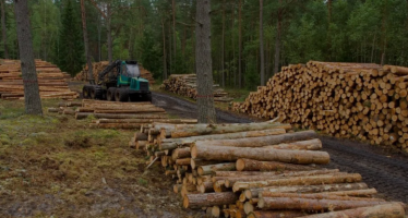 Sustentabilidad Forestal: qué se hizo y qué falta mejorar de cara a la Agenda 2030