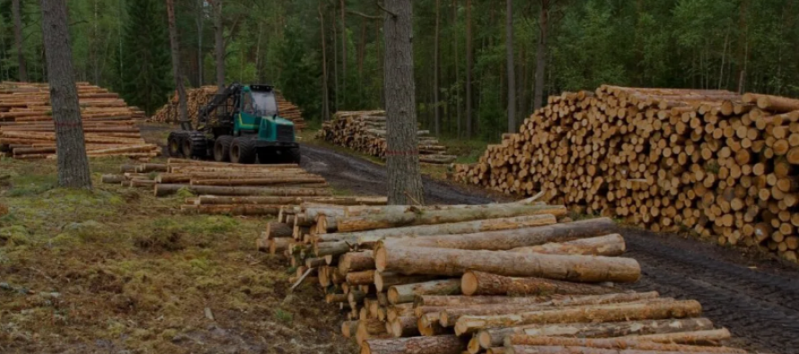 Sustentabilidad Forestal: qué se hizo y qué falta mejorar de cara a la Agenda 2030