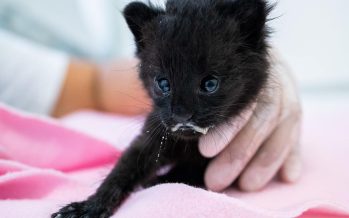 Rescataron cachorros huérfanos productos de los incendios en el Parque Nacional Ciervo de los Pantanos