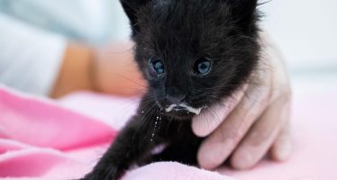 Reinsertaron dos crías de gato montés huérfanas en el Parque Nacional Ciervo de los Pantanos