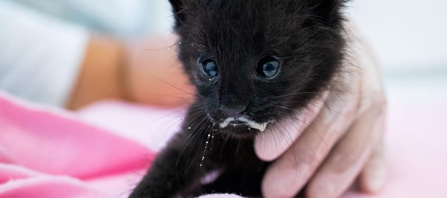 Reinsertaron dos crías de gato montés huérfanas en el Parque Nacional Ciervo de los Pantanos