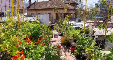 Huerta urbana: ocho claves para producir alimentos todo el año