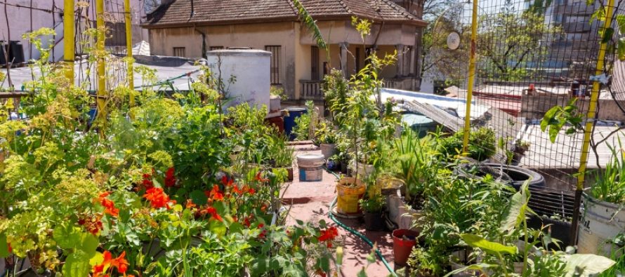 Huerta urbana: ocho claves para producir alimentos todo el año