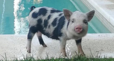 Tigre: Denuncian a un hombre por adoptar a una minipig para luego matarla y comerla