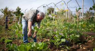 Recomendaciones para el cuidado de huertas durante el verano