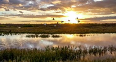 ¿Por qué los pequeños humedales son fundamentales para evitar la contaminación de los ríos?