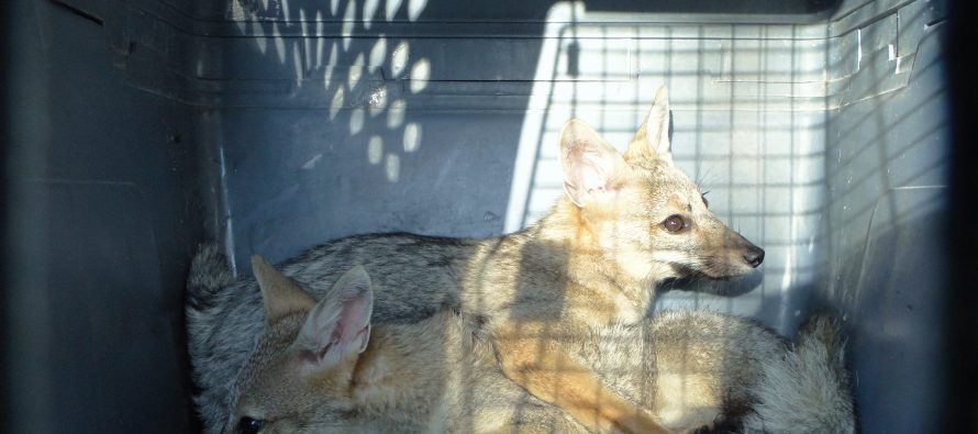 Pilar: fueron rescatados dos cachorros de zorros que estaban en una trampera