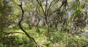 El Ministerio de Ambiente financiará proyectos para el cuidado de bosques nativos bonaerenses