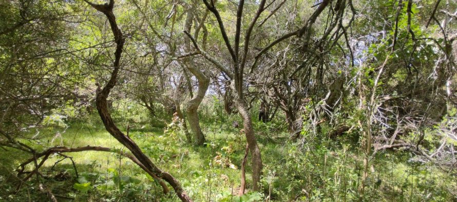 El Ministerio de Ambiente financiará proyectos para el cuidado de bosques nativos bonaerenses