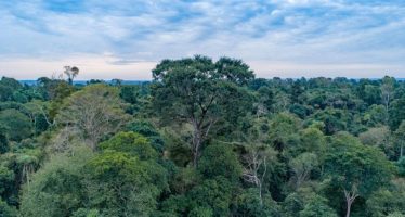 Los bosques tropicales que se recuperan de la tala son fuentes de carbono a futuro por varios años