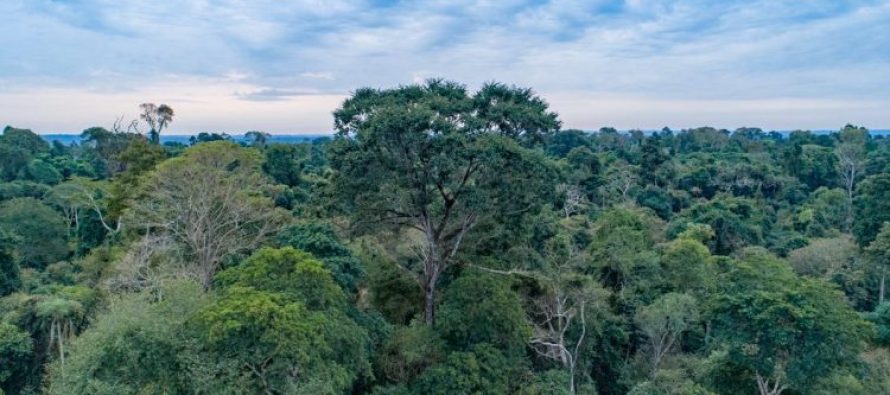 Los bosques tropicales que se recuperan de la tala son fuentes de carbono a futuro por varios años