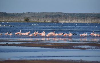 Humedales, los grandes “aliados” en la lucha contra el cambio climático