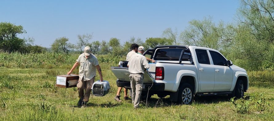 Delta: cinco especies fueron reintroducidas a su hábitat natural tras su recuperación