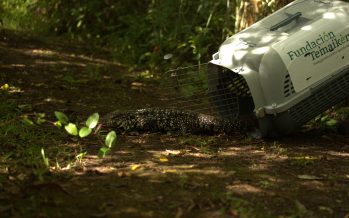 Se reinsertaron 28 animales silvestres al Delta del Paraná