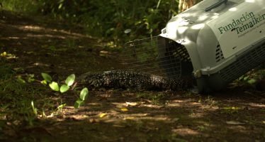 Se reinsertaron 28 animales silvestres al Delta del Paraná