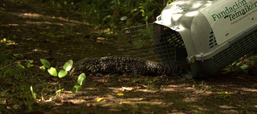 Se reinsertaron 28 animales silvestres al Delta del Paraná