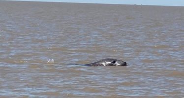 Apareció un elefante marino en el Delta de San Fernando