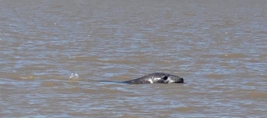 Apareció un elefante marino en el Delta de San Fernando